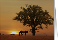 Beautiful Sunrise Morning Horse And Oak Tree Birthday card