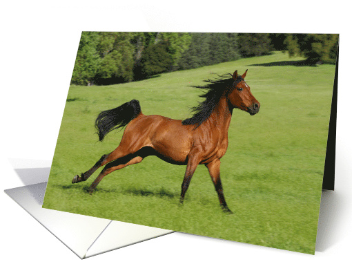 Free Galloping Beautiful Horse Happy Birthday card (528009)