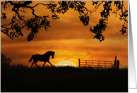 Horse and Sunset Birthday, Trotting Horse, Country Gate and Oak Tree card