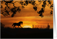 Western Trotting Horse Sunset Thank You, Horse Thanks card