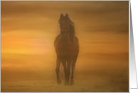 Arabian Horse in the Sand Birthday card