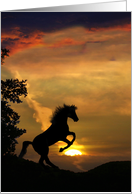 Horse and Sunset Birthday card