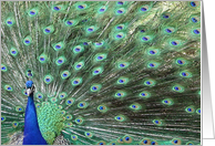 peacock happy birthday card