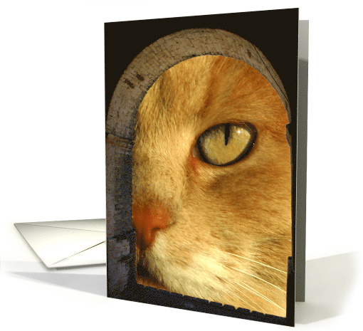 Fun and Humorous Hello Hi Card with A Cute Yellow Cat card (633551)