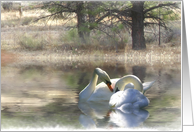 Wedding Congratulations, swans tender moment card