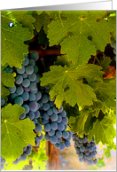 Thank You Wine Grapes Vineyard card