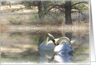 annoucement of elopement, swan couple card