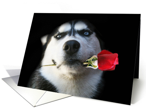 Beautiful Blue Eyed Husky Dog Holding a Rose Valentine's Day card