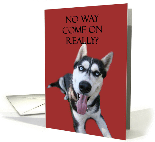 Funny Husky Dog Birthday card (697446)