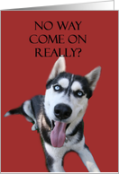 Funny Husky Dog Birthday card