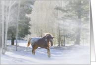 Snow Appaloosa Horse Christmas Holiday card