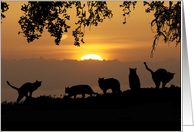Cats in the Sunset Farewell From a Group/All of Us card