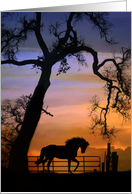 Happy Birthday, Horse Silhouette Under Oak Tree card