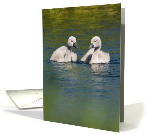 Cute Baby Swans Birthday Wishes card (495638)