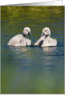 Cute Baby Swans Birthday Wishes card