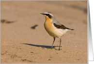 Wheatear Bird Birthday Greetings card