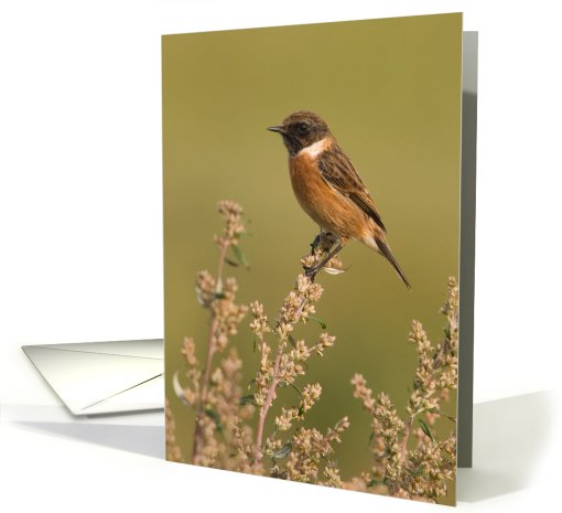Beautiful Bird Birthday card (515795)