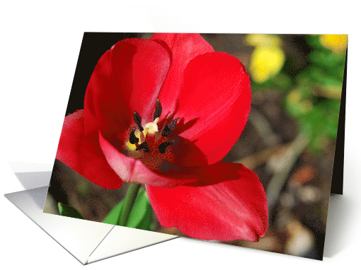 Red Tulip card (549482)