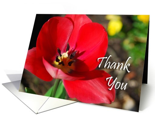Anniversary Tulip card (552380)