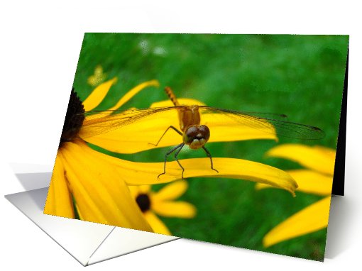 Garden Friend 2 card (496355)