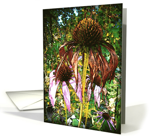 Coneflower Note card (535424)