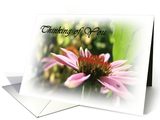 Thinking of You (Cone Flower) card (604176)