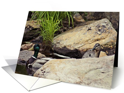 Mallard Duck Couple- Blank card (733356)