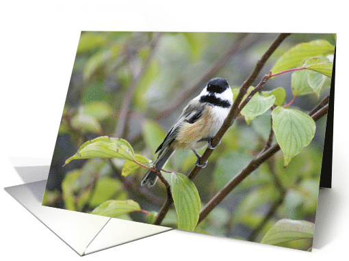 Chickadee- Any Occasion card (733363)