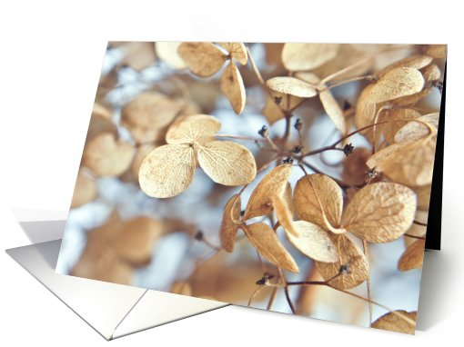 Hydrangea Flower Petals- Any Occasion card (733369)