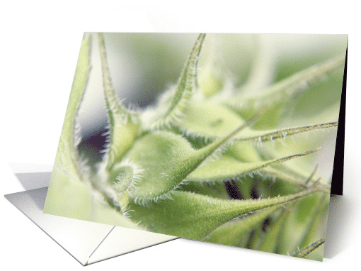Sunflower Foliage- Any Occasion card (733383)
