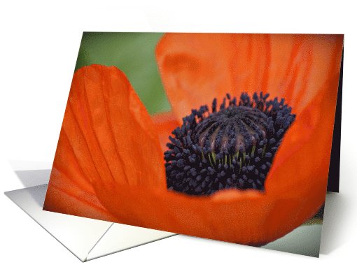 Poppy- Any Occasion card (733385)