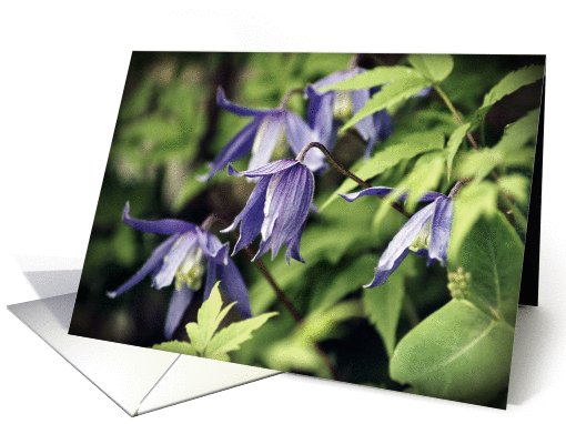 Purple Clematis Vine- Any Occasion card (733396)