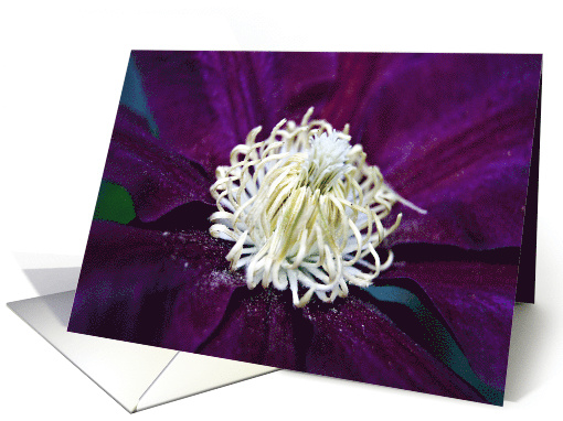 Clematis Bloom- Any Occasion card (733397)