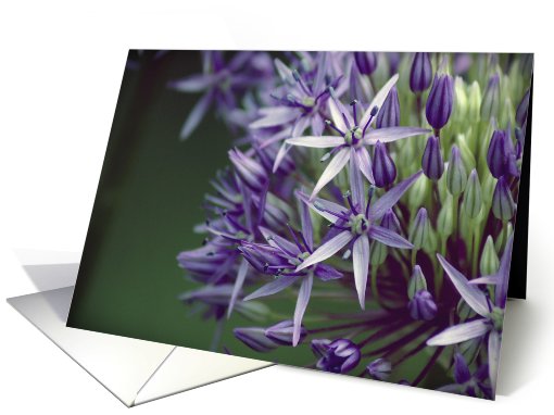 Allium Flower- Any Occasion card (733443)