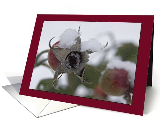 Any Occasion-Winter Rose Hips card (746924)