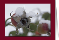 Any Occasion-Winter Rose Hips card