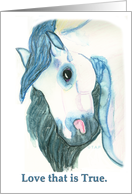 Andalusian Horse Head Love that’s True Valentine card
