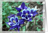 Blue Columbine Thank You card