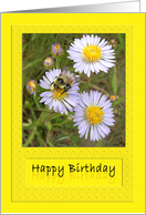 Happy Birthday Bee on Daisy card