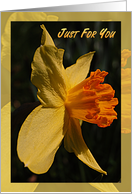 Just For You Note Card Daffodil card