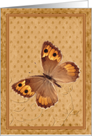 Brown butterfly, blank note card