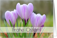 German Frohe Ostern Happy Easter Purple Crocuses card