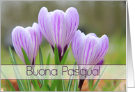Italian Buona Pasqua Happy Easter Purple Crocuses card
