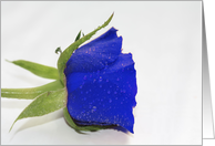 Blue Waterdrop Rose Blank Any Occasion card