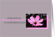 Spanish Sympathy Pink Cosmos Flower on Grey card