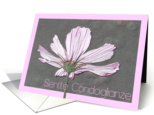 Italian Sympathy Pink Cosmos Flower card (595103)