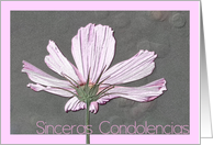 Spanish Sympathy Pink Cosmos Flower card