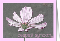 sympathy card cosmos flower card