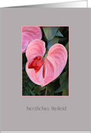 German Sympathy Pink Anthurium card