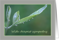 Sympathy Raindrops on Olive Leaf card